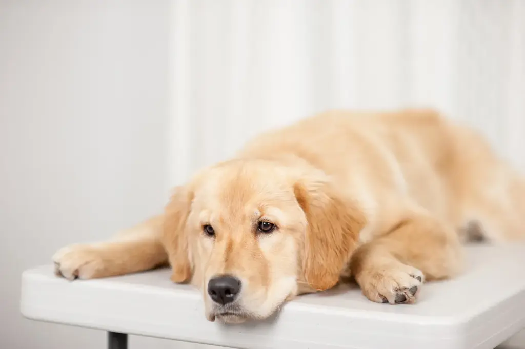 En hund som ligger på ett undersökningsbord och ser ledsen ut, Hammarö Smådjursklinik. Akutsjukvård.