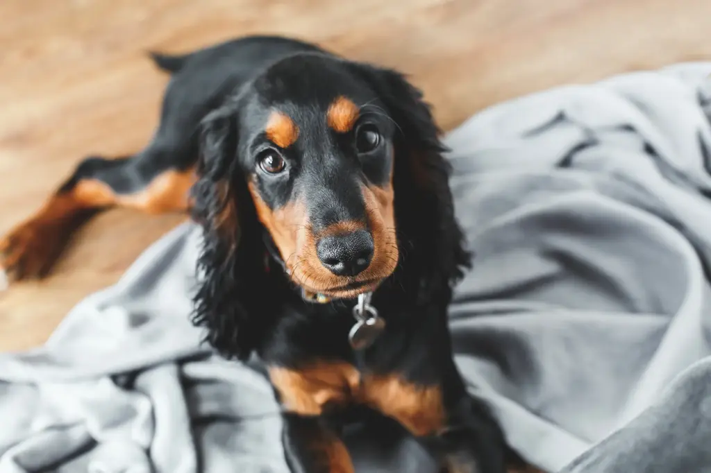 En brun och svart hund ligger ned på en filt och tittar upp mot kameran. Hammarö Smådjursklinik, ultraljud.