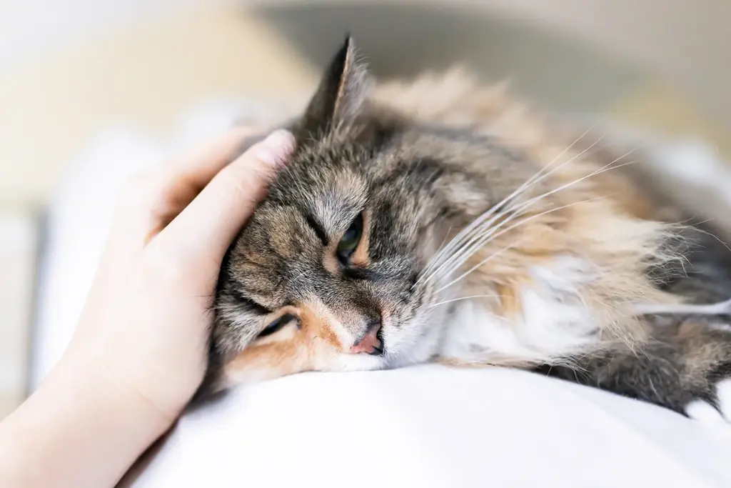 En katt som ser ledsen ut och får en klapp på huvudet, Hammarö Smådjursklinik. Veterinär Karlstad och Hammarö.