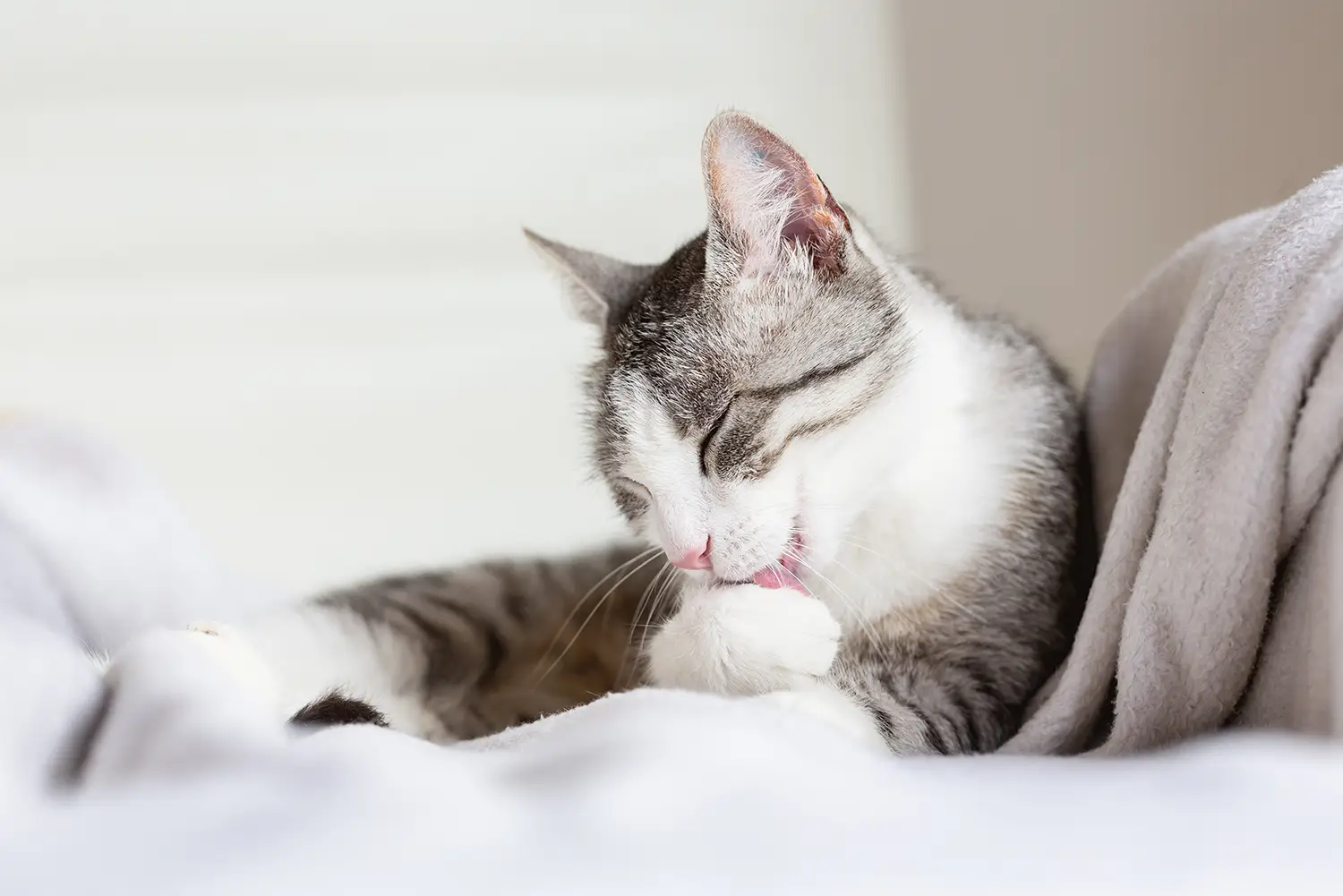 Katt som ligger och slickar på sin tass. Boka tid hos veterinär, Hammarö Smådjursklinik.