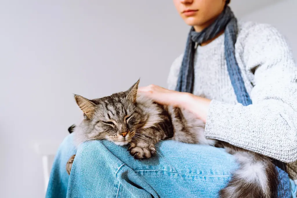 En bild på en katt som ligger och sover i en persons knä, hon klappar katten, Hammarö Smådjursklinik.
