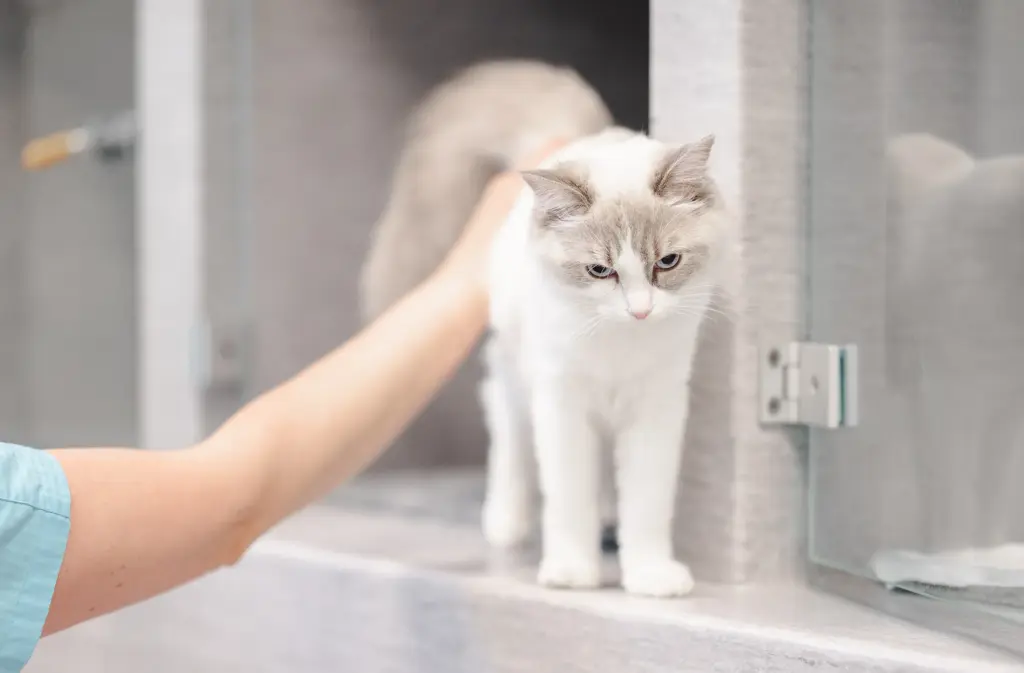 En katt på Hammarö Smådjursklinik som blir klappad av en djusjukskötare. Hud och allergi.