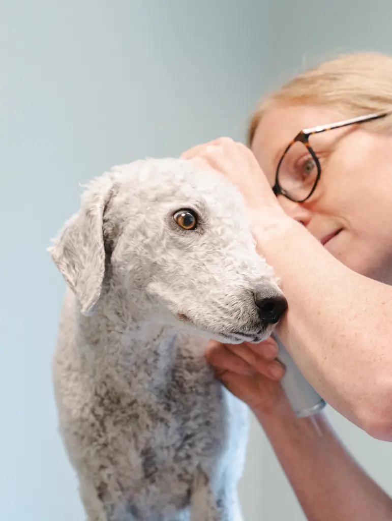 Karin, legitimerad veterinär på Hammarö Smådjursklinik kollar öronen på en hund.